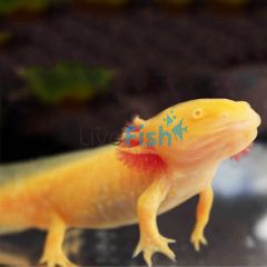 Golden Axolotl 15cm