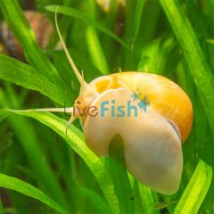 Gold Mystery Snail - Medium