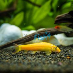 Gold Sucking Catfish 5cm