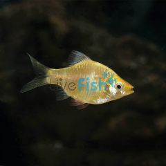 Golden Tiger Barb 2cm