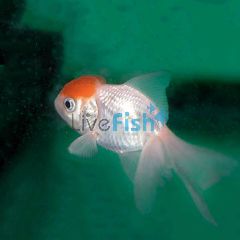 Red Cap Oranda 5cm