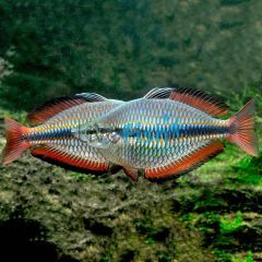 Goyder River Rainbow 4cm