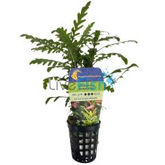 Hygrophila Pinnatifida - Bunch