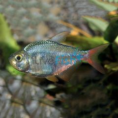 Red-Blue Columbian Tetra 4cm