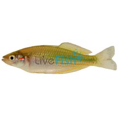 Crimson Spot Rainbow 7cm