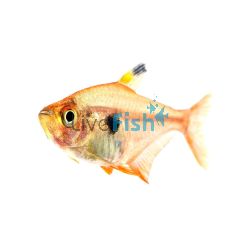 Red Phantom Tetra 2.5cm