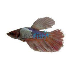 Select Elephant Ear Super Delta Male  5cm