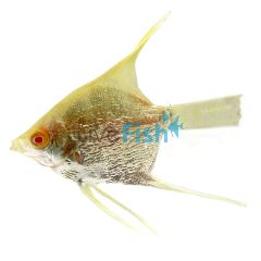 Platinum Angel Fish 3.5cm