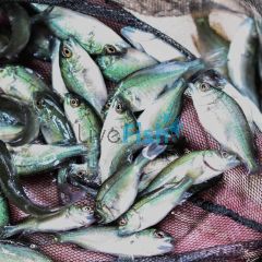 24x Jade Perch 3.5-4.5cm