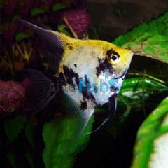 Koi Angelfish 4.5cm