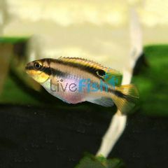 Kribensis 3.5cm