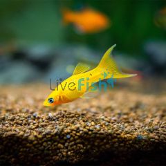 L.T. Mini Molly - Golden 3.5cm