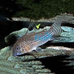 Julii Corydoras 4.5cm - Leopard