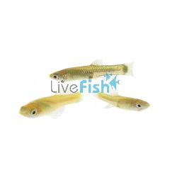 Live Feeder Fish - Locally Bred 2cm
