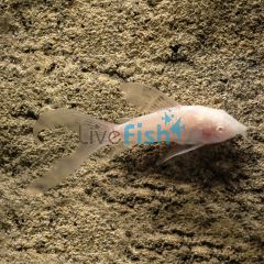 Albino Longfin Corydoras 2.5cm