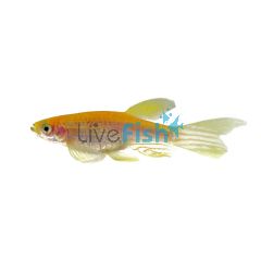 Longfin Gold Zebra Danio 4cm