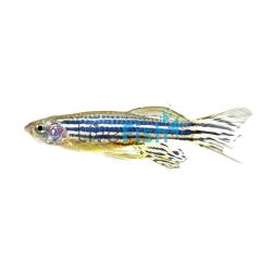 Longfin Zebra Danio 4cm