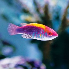 Lubbock's Fairy Wrasse - Medium