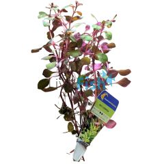 Ludwigia Red - Bunch