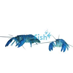 Electric Blue Yabby 5cm