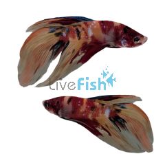 Male Betta Veiltail Nemo Koi 6cm