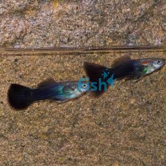 Male Black Guppy 3.5cm