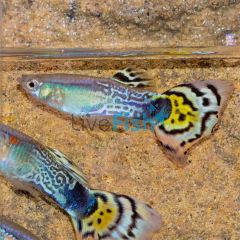 Male Cobra Leopard Tail Guppy 3.5cm