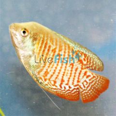 Male Dwarf Gourami 5cm