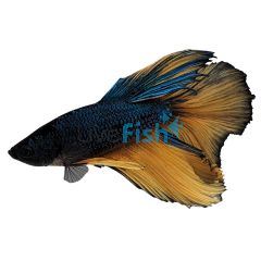 Male Mustard Gas Halfmoon Betta 6cm