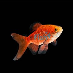 Male Rosy Barb 5cm