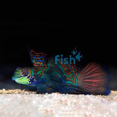 Mandarin Fish - Medium 