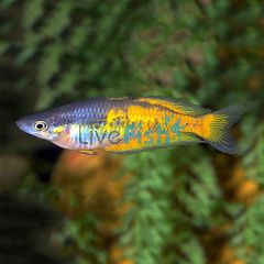 30x Rainbow Parkinsonii 5cm
