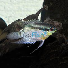 Festivum Cichlid 7cm