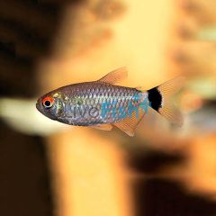 Red Eye Tetra - Lamp Eye 3cm