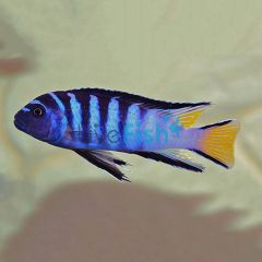 Pseudo. Elongatus Mphanga 4cm