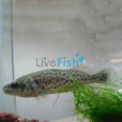 Murray Cod 9cm
