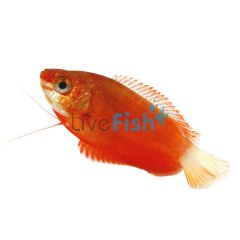 Honey Dwarf Gourami Red 5cm