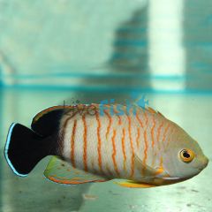Orange-Lined Angelfish - Medium