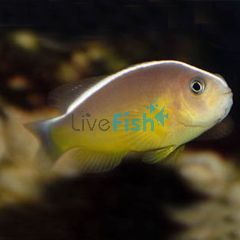 Orange Skunk Clownfish - Medium