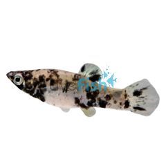 Orange Tail Marble Molly 5cm