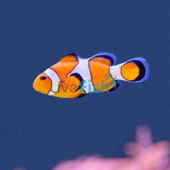 Orange & White Clownfish - Large