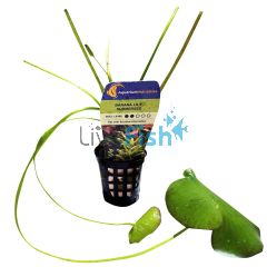 Banana Lilly - Submersed - Bunch