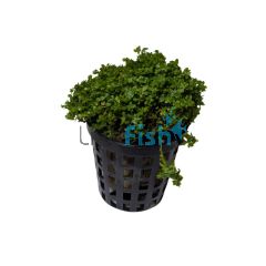 Hemianthus Cuba (HC) - Pot