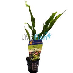 Java Fern Small - Pot