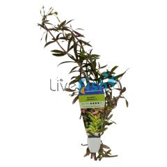 Magenta Limnophila - Bunch