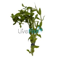 Magenta Limnophila Green Stem - Bunch