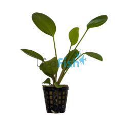 Sword Fire Feather - Pot