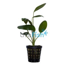 Sword Ozelot Red - Pot