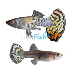 Pair Platinum Yellow Tiger Guppy 3.5cm