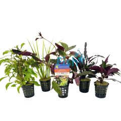 50x Assorted Display Plants